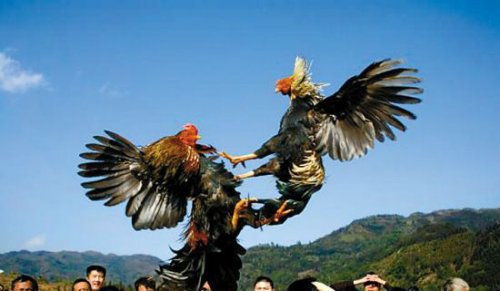 八,《愤怒的小鸟》——斗鸡  古代清明节最盛行的是斗鸡游戏,从清明